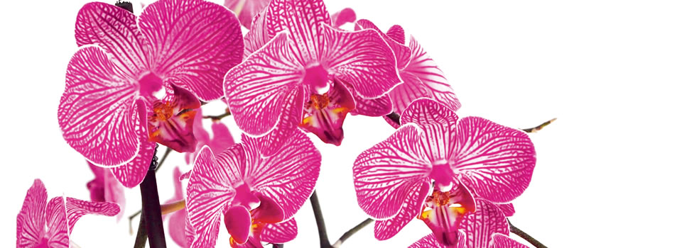 KVG – Kardinal von Galen Schule – Rheine